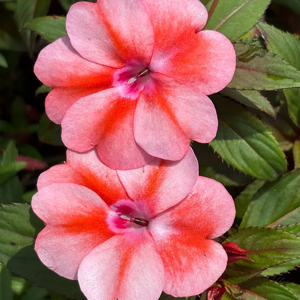 Pink Impatiens  Seeds