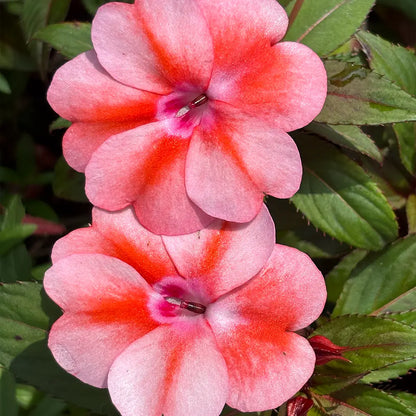 Pink Impatiens  Seeds