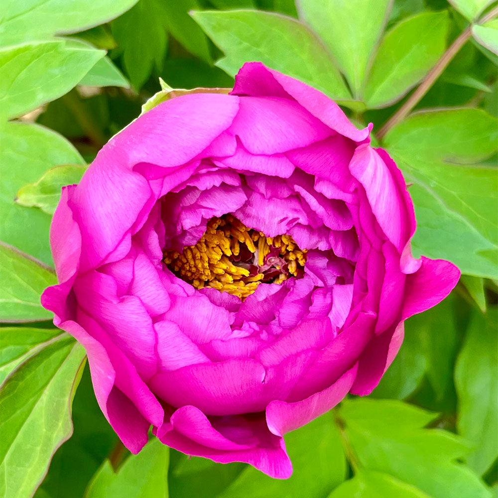 Peonies Seeds