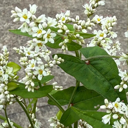 Buckwheat Seeds