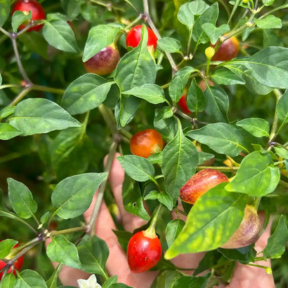 Rainbow Jalapeño Chiles Seeds