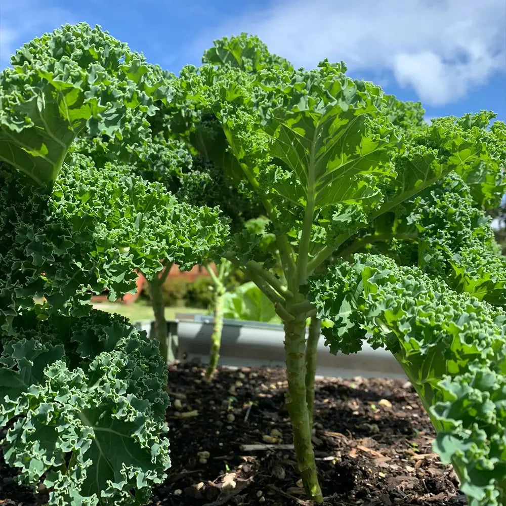 Collards Seeds