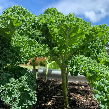 Collards Seeds