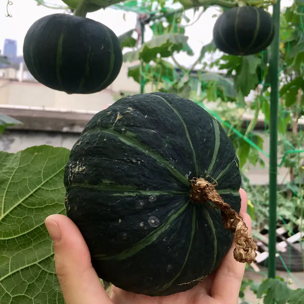 Baby Pumpkins Seeds