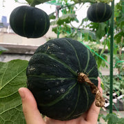 Baby Pumpkins Seeds