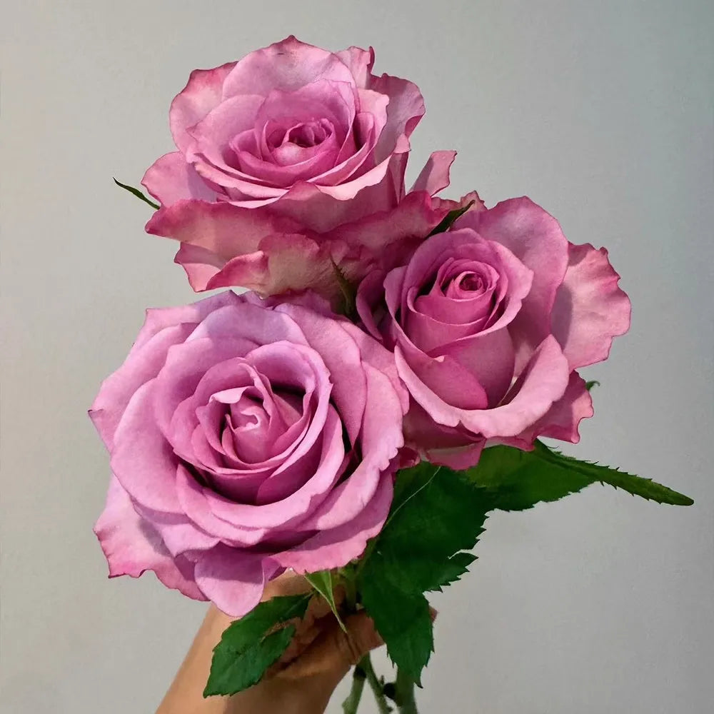 Cold Beauty Rose Seeds
