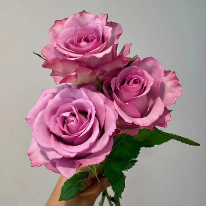 Cold Beauty Rose Seeds