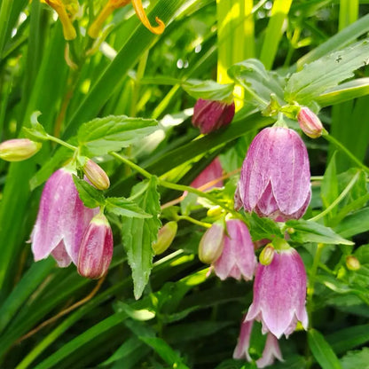 Campanula punctata  Seeds