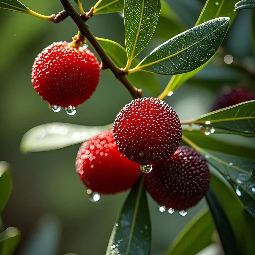 Bayberry Seeds