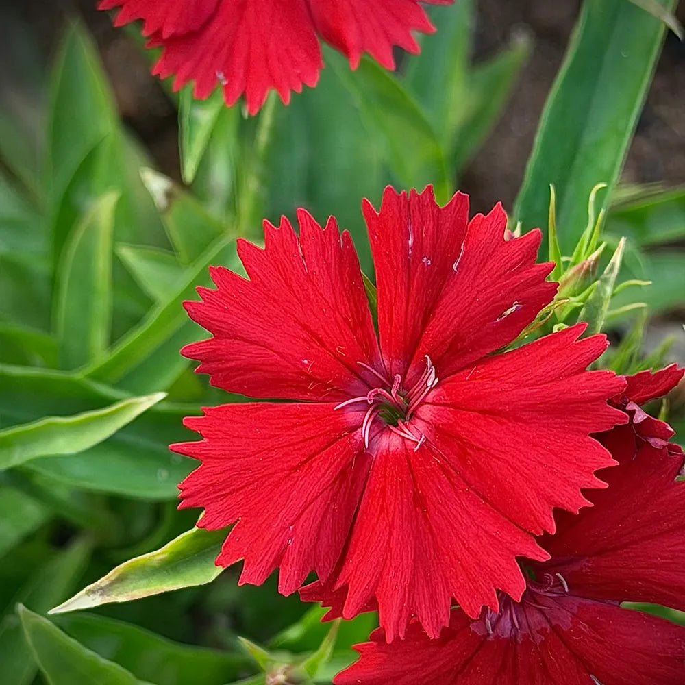Dianthus ‘Flame’ Seeds