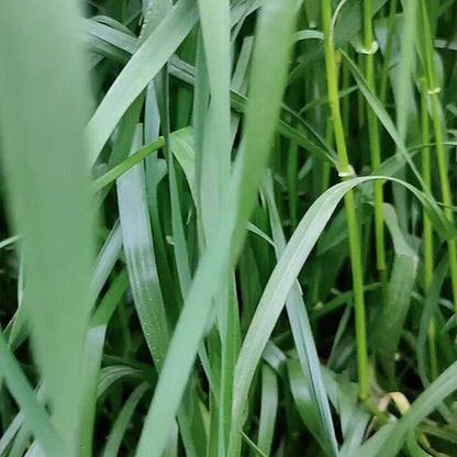 Perennial Ryegrass Seeds