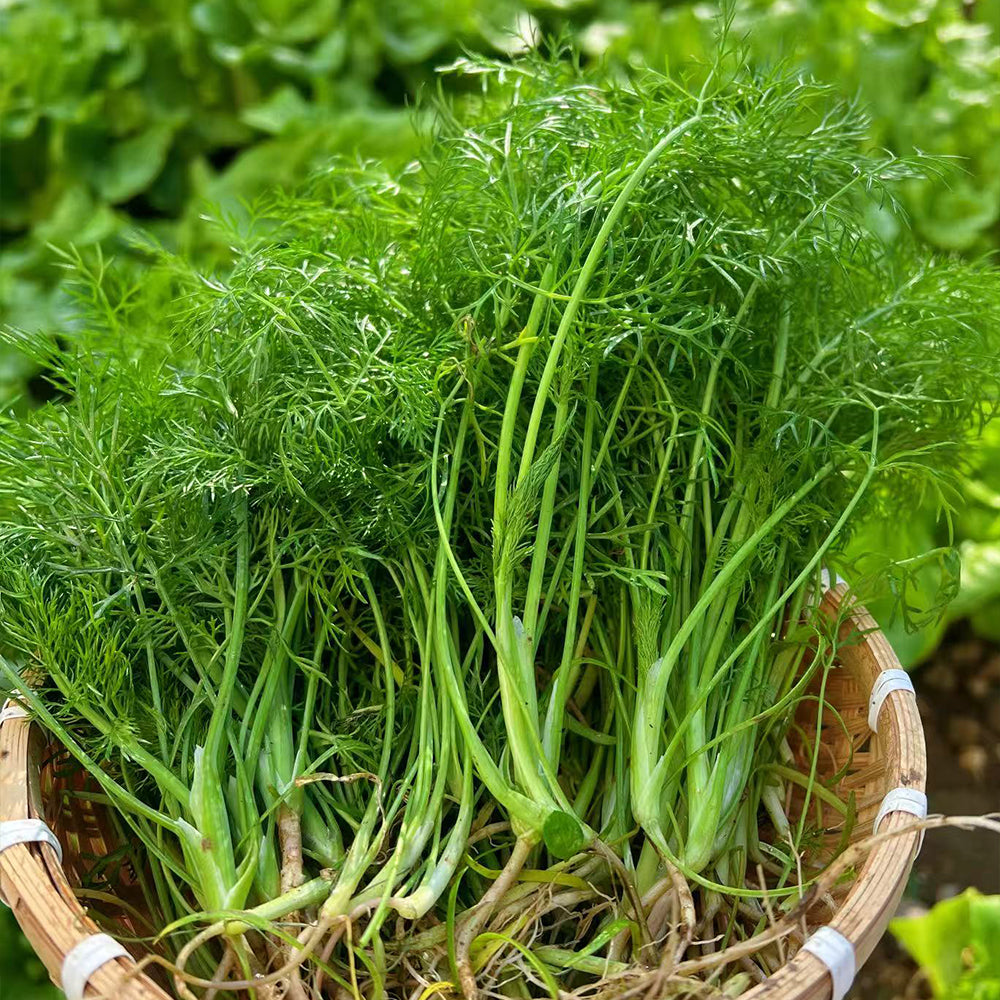 Fennel Seeds