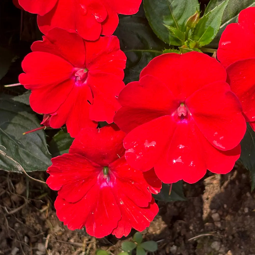 Red Impatiens  Seeds