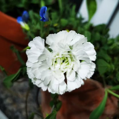 Silene ‘Swan Lake’ Catchfly Seeds