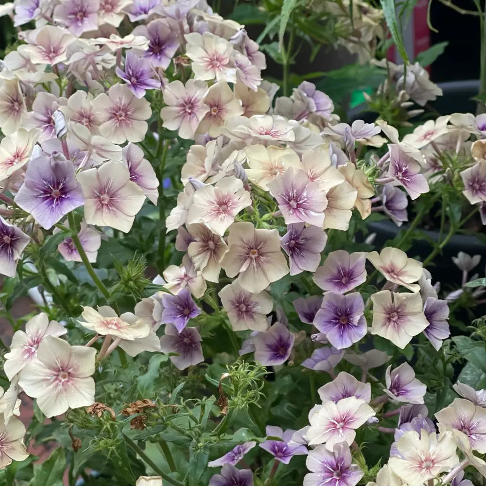 Phlox ‘Caramel Pudding’  Seeds
