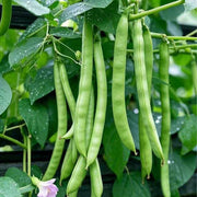 French beans Seeds