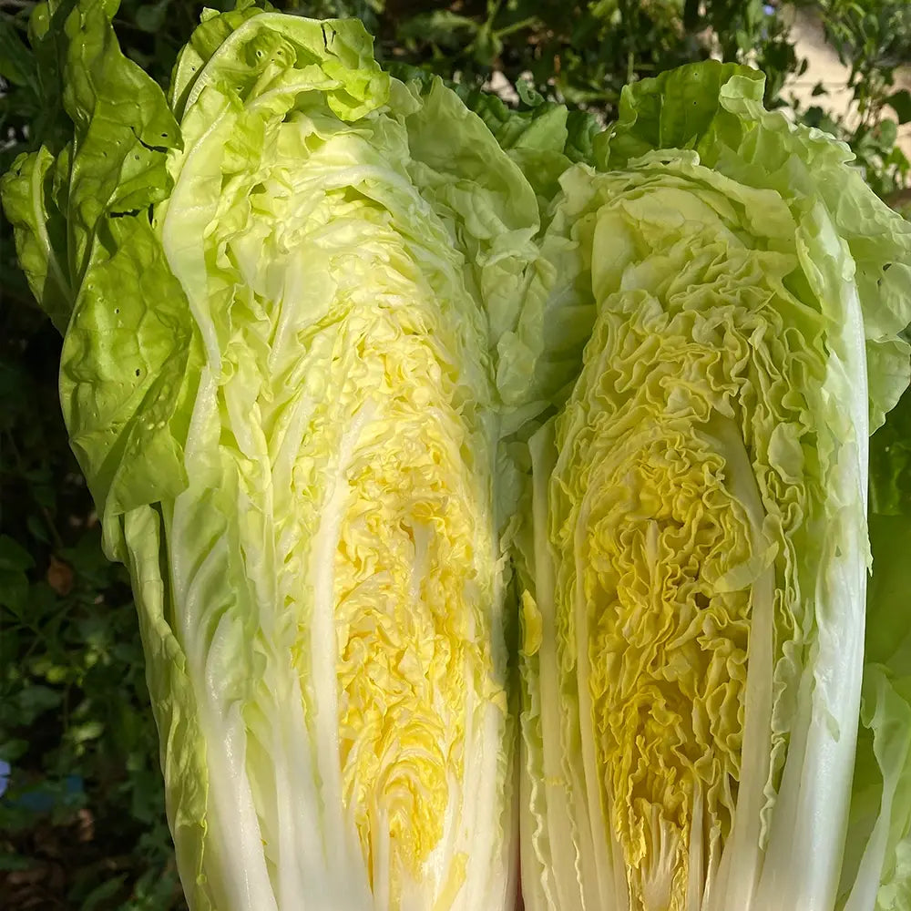 Baby Napa Cabbage Seeds