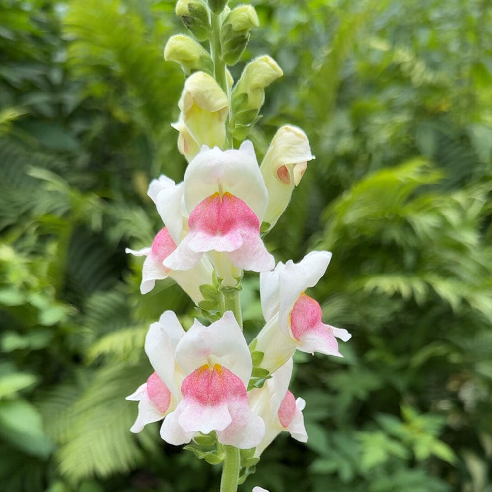 Snapdragons Seeds