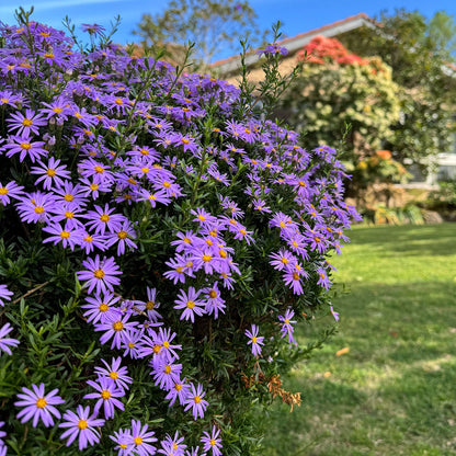 Purple Daisy Seeds
