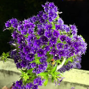 Phlox ‘Star Flower Series’&nbsp; Seeds