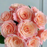 Miss Piggy Rose Seeds