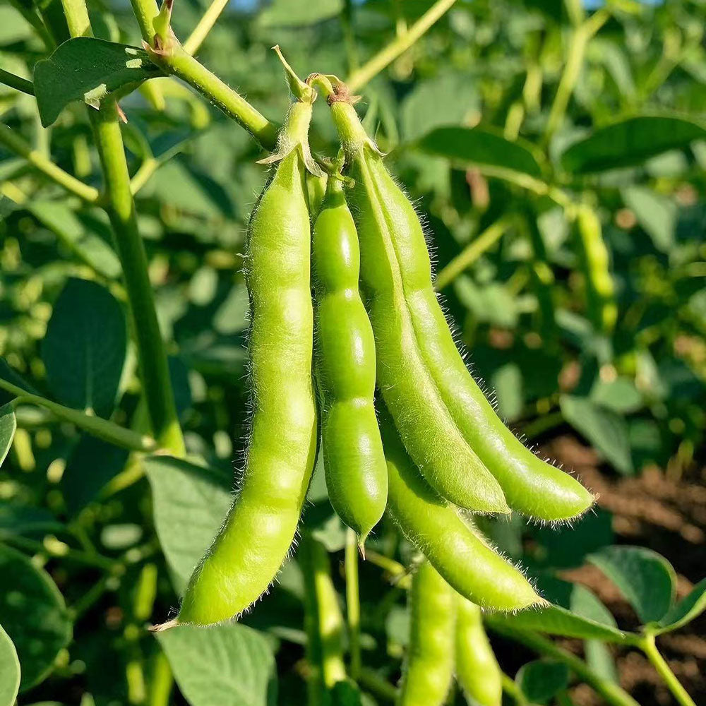 Edamame Seeds