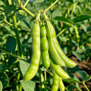 Edamame Seeds