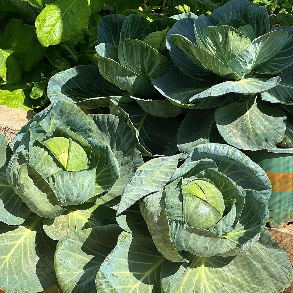 Baby Cabbage Seeds