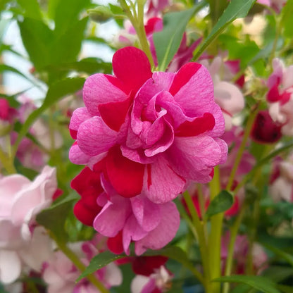 Double Mixed Impatiens Seeds
