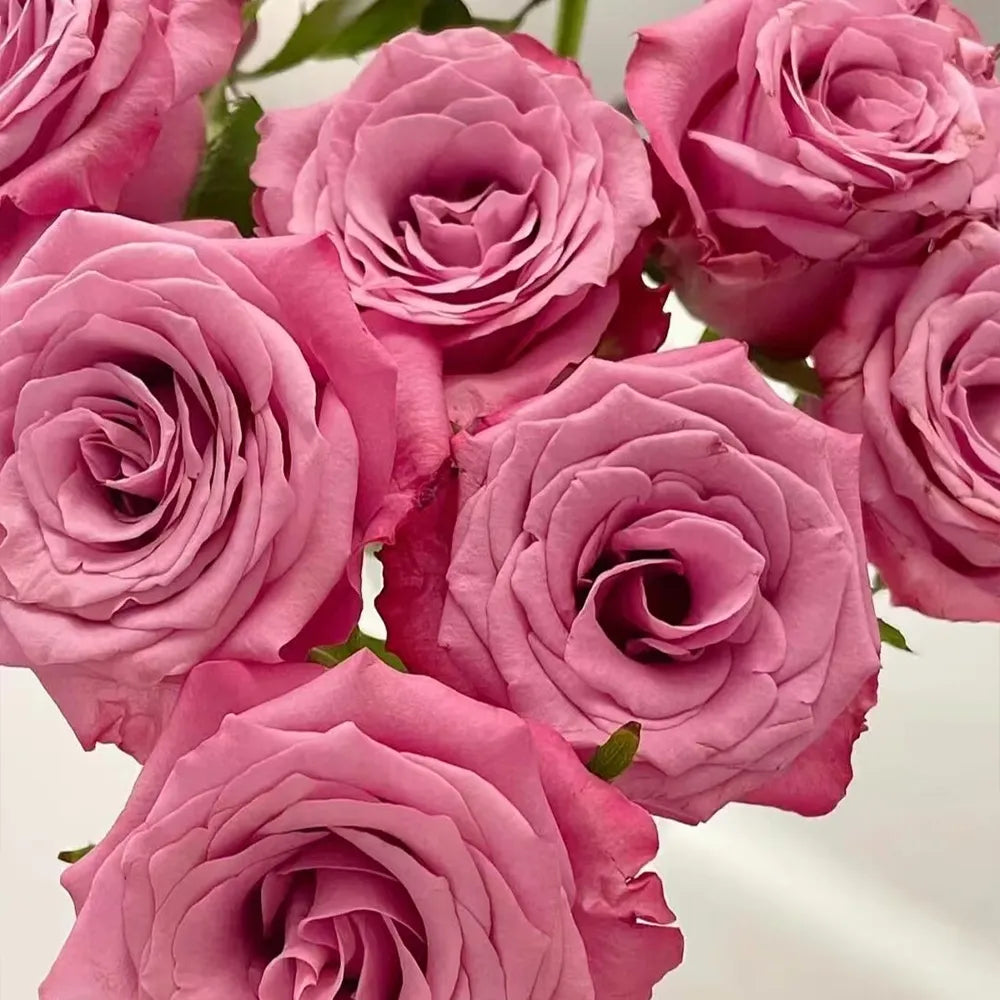 Yanran Rose Seeds