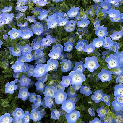 Baby Blue Eyes Seeds