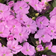 New Guinea Impatiens – Pink  Seeds
