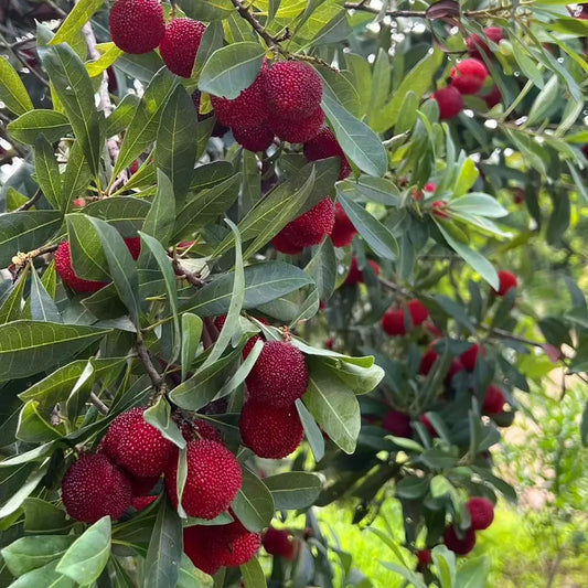 Bayberry Seeds
