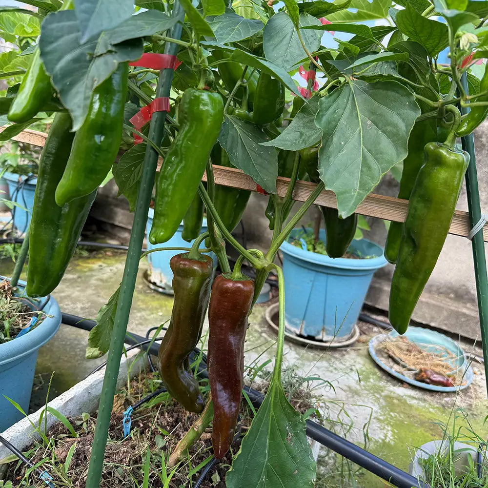 Heirloom Italian Sweet Peppers Seeds