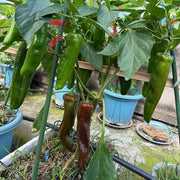Heirloom Italian Sweet Peppers Seeds