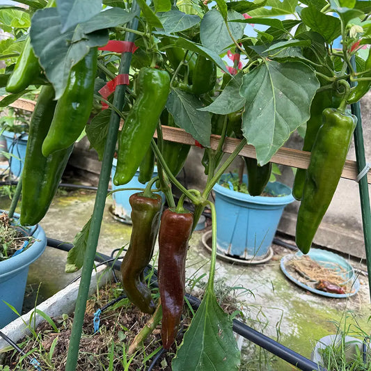Heirloom Italian Sweet Peppers Seeds