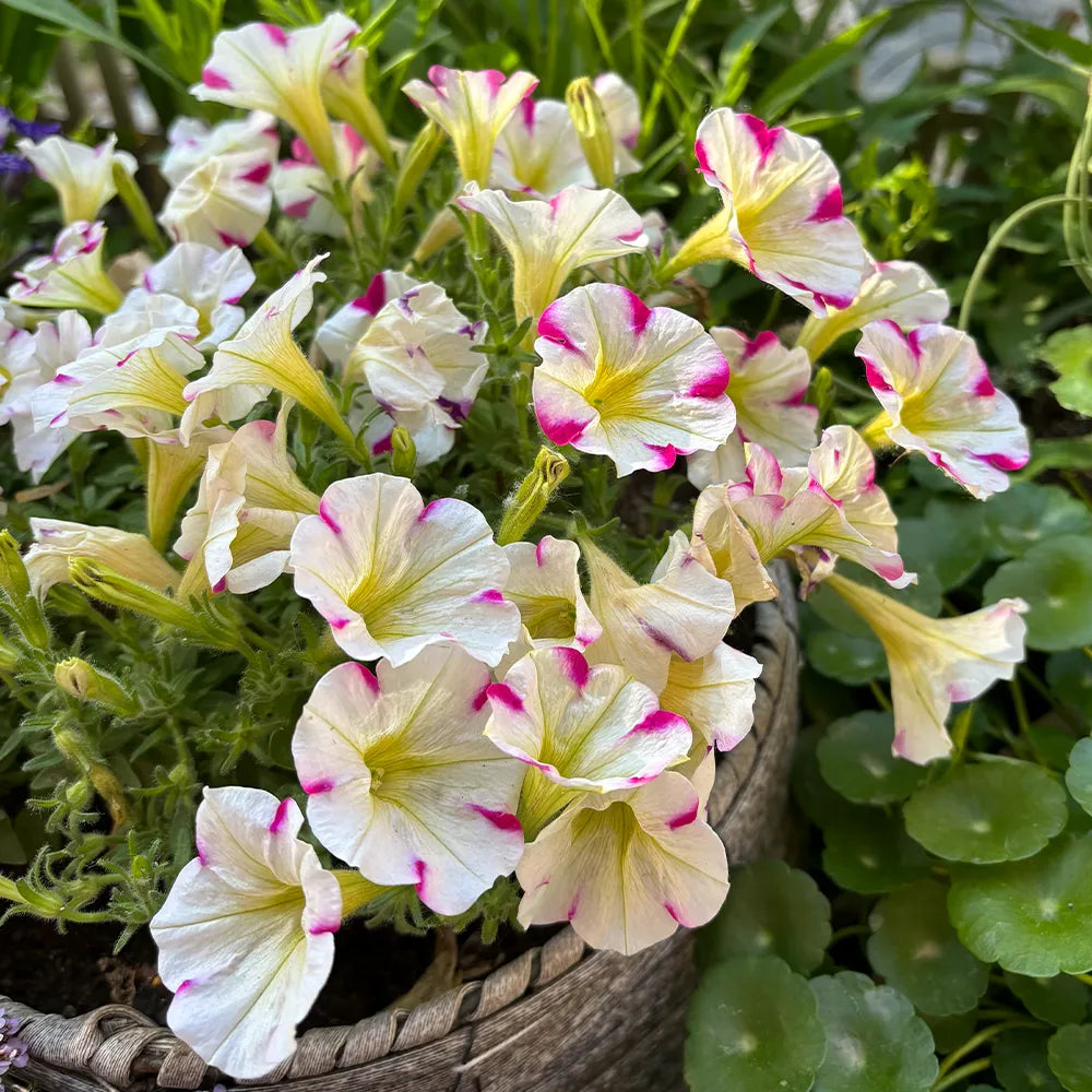 Petunia Hybrida Seeds