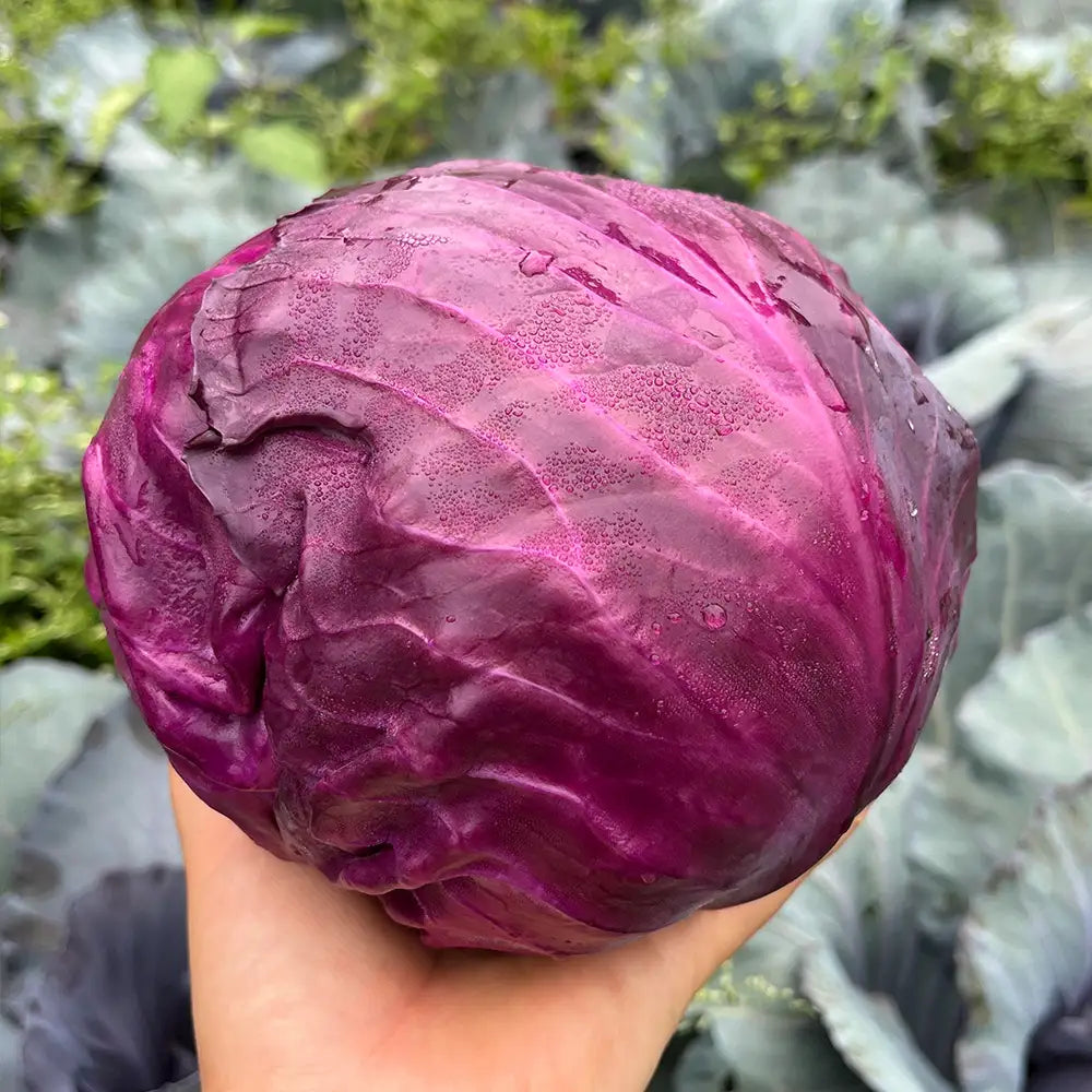 Red/Purple Cabbage Seeds