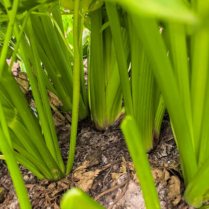 Stalk Celery Seeds