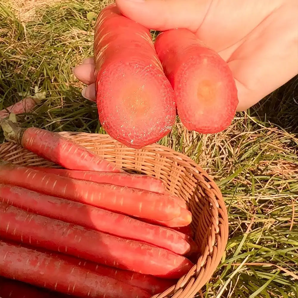 Top Flavor Carrots Seeds