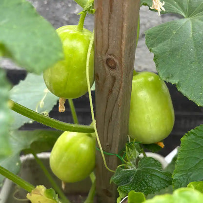 Lemon Cucumbers Seeds
