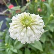 Double Zinnias Seeds