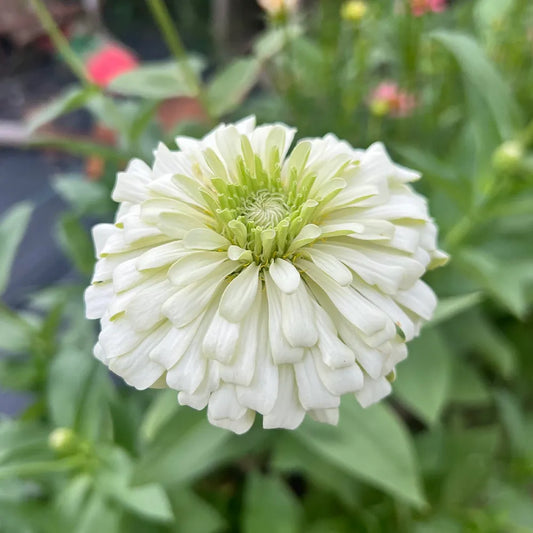 Double Zinnias Seeds