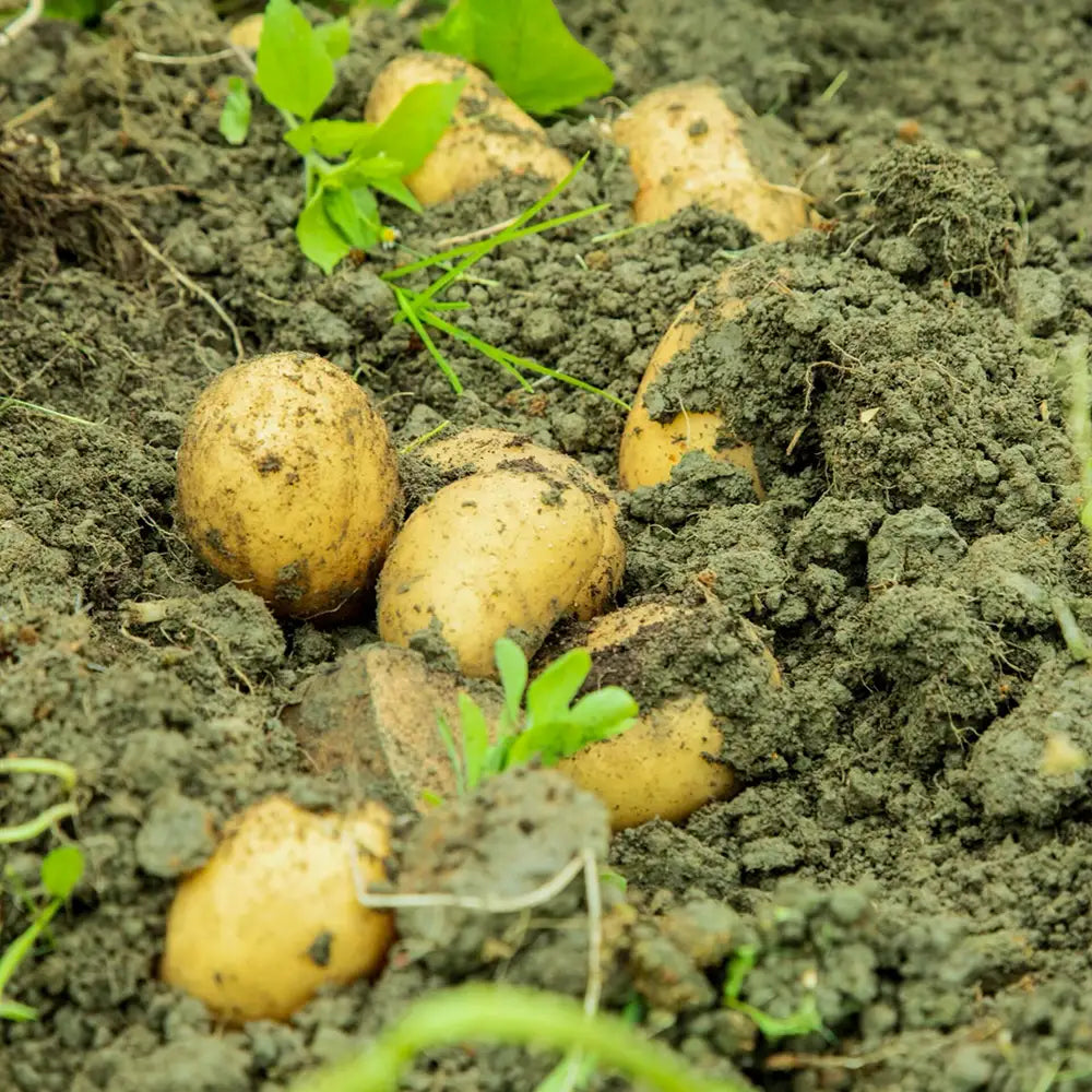 Baby Potato Seeds