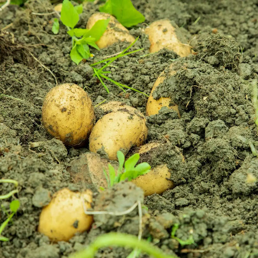 Baby Potato Seeds
