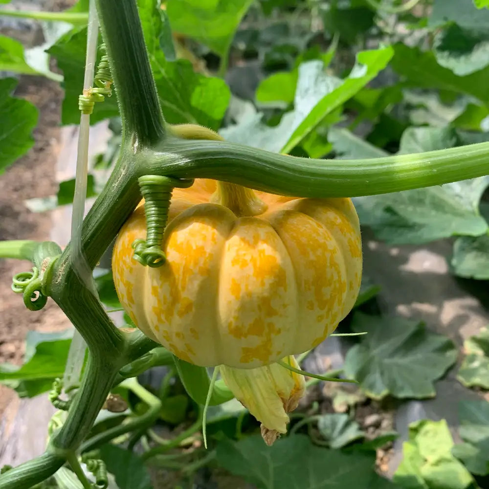 Baby Pumpkins Seeds