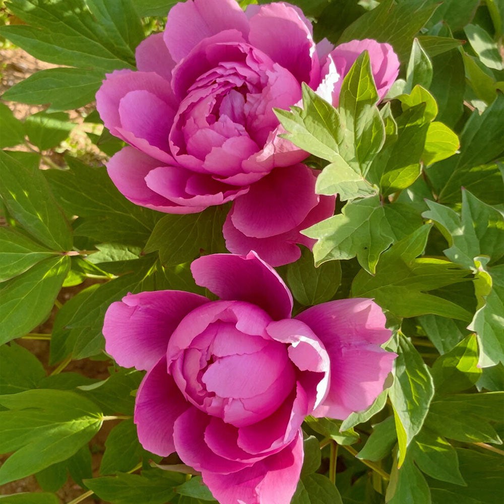 Peonies Seeds