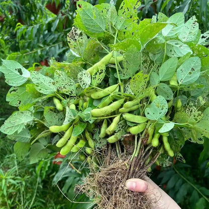 Edamame Seeds