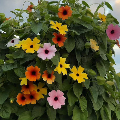 Black-Eyed Susans Seeds