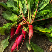 French Breakfast Radishes Seeds